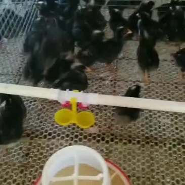 黑羽绿壳蛋脱温鸡