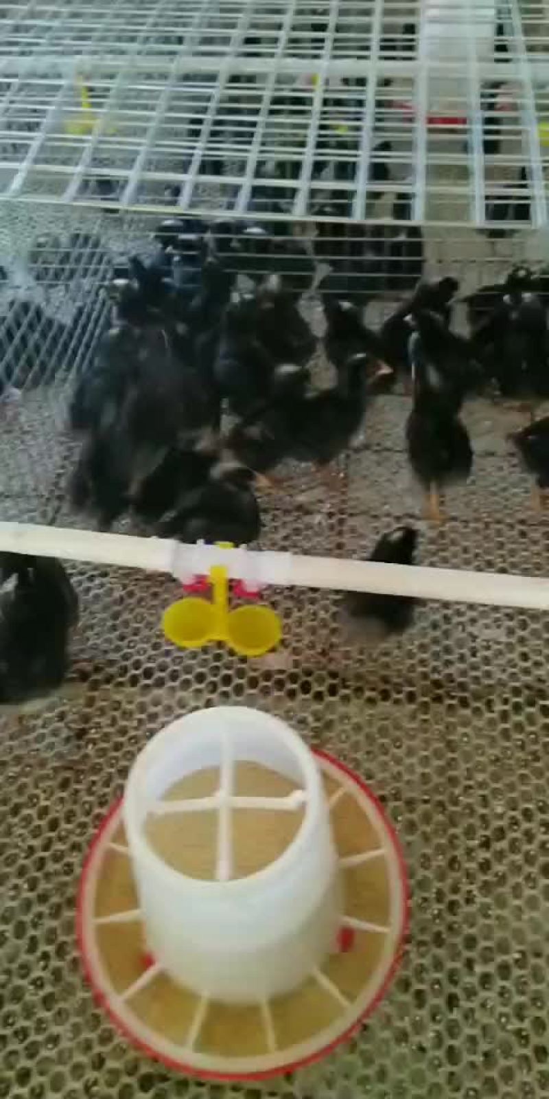 黑羽绿壳蛋脱温鸡