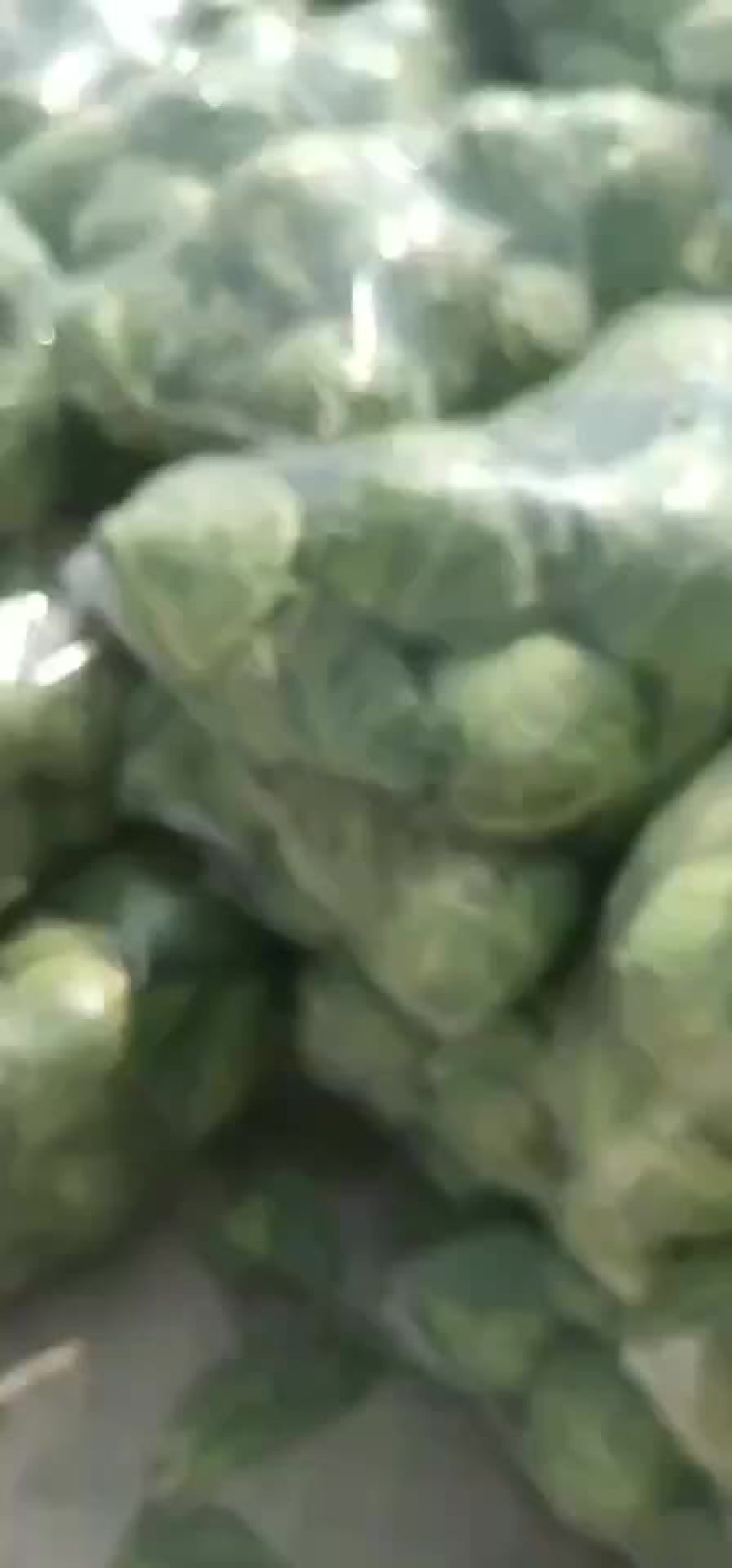 甘蓝大量上市，，，，，，，