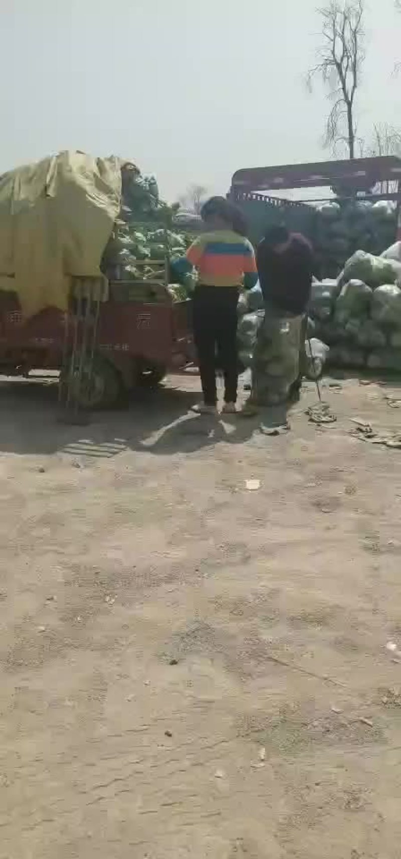 甘蓝大量上市，，，，，，，