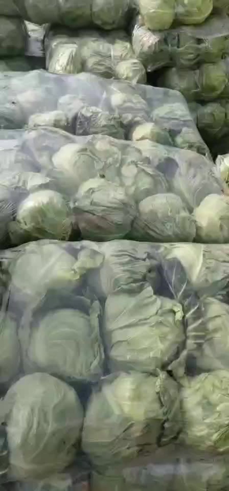 甘蓝大量上市，，，，，，，