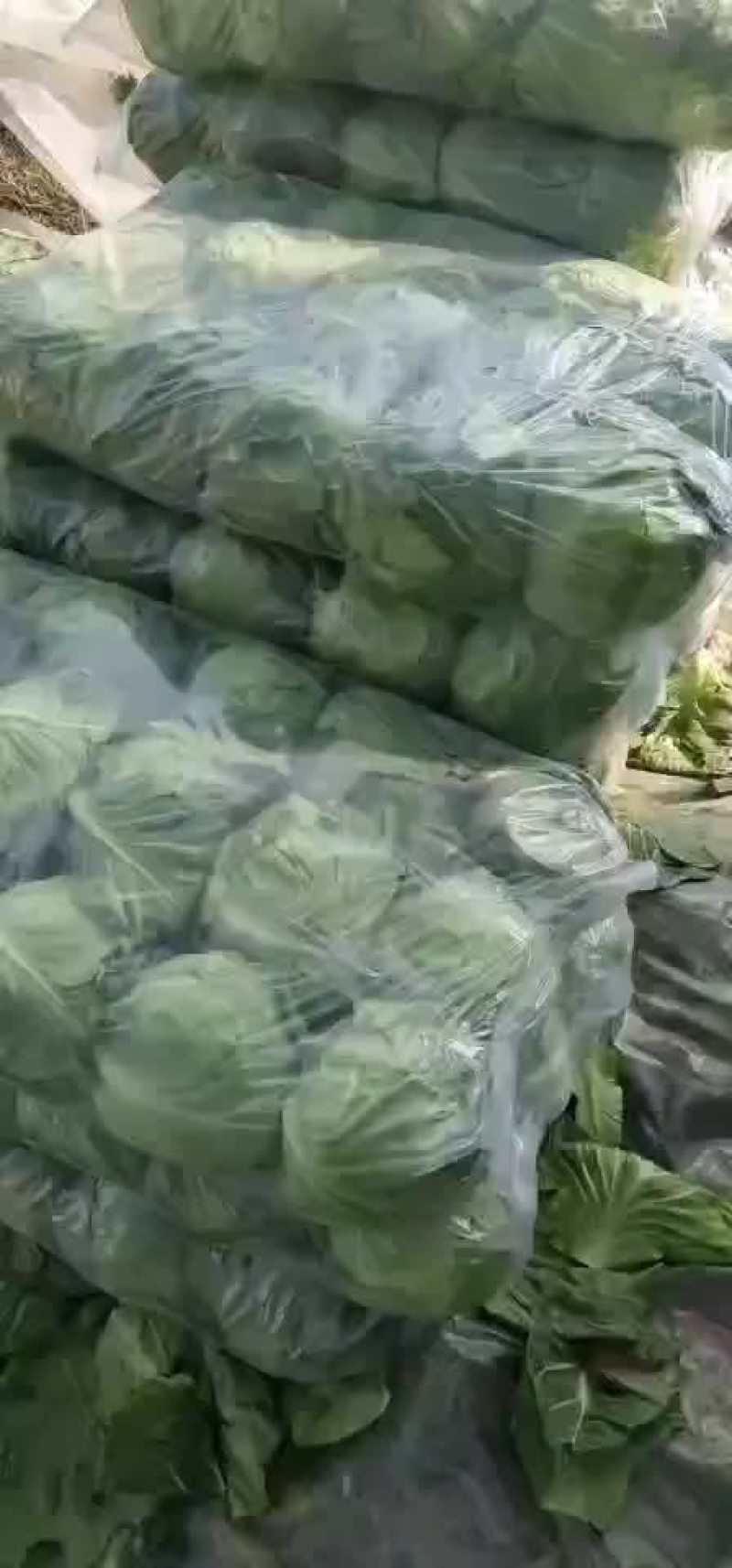 甘蓝大量上市，，，，，，，