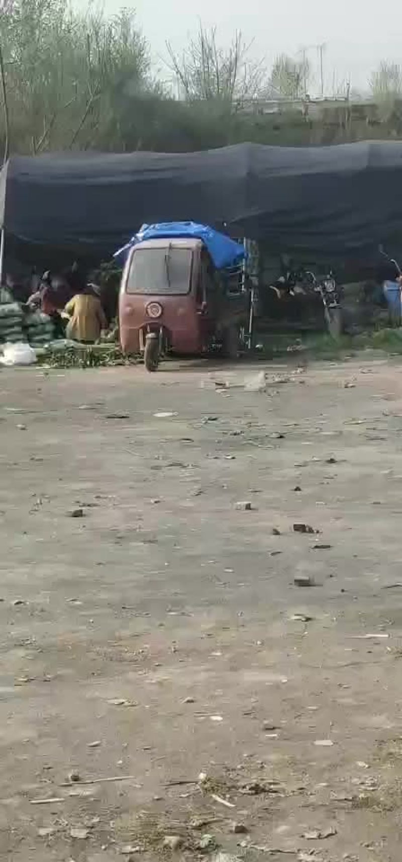 甘蓝大量上市，，，，，，，