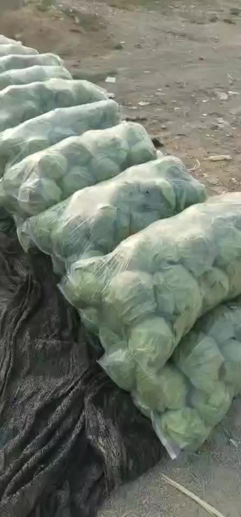 甘蓝大量上市，，，，，，，