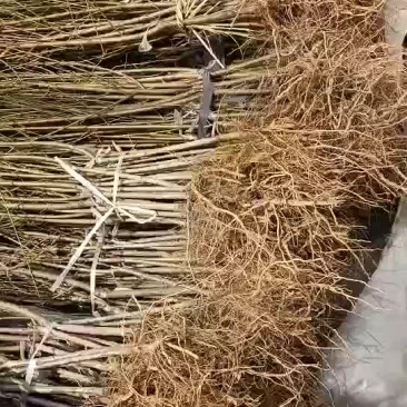 嫁接桃树苗1公分