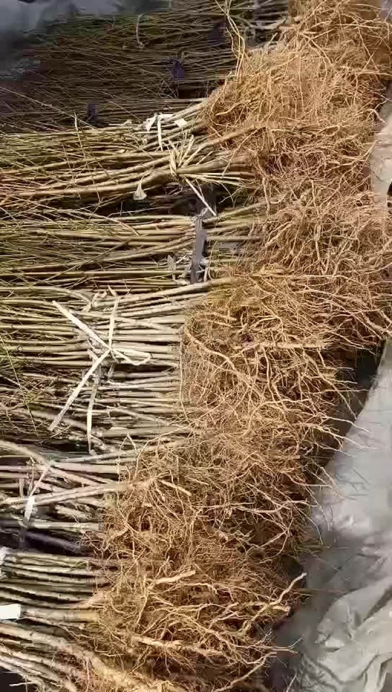 嫁接桃树苗1公分