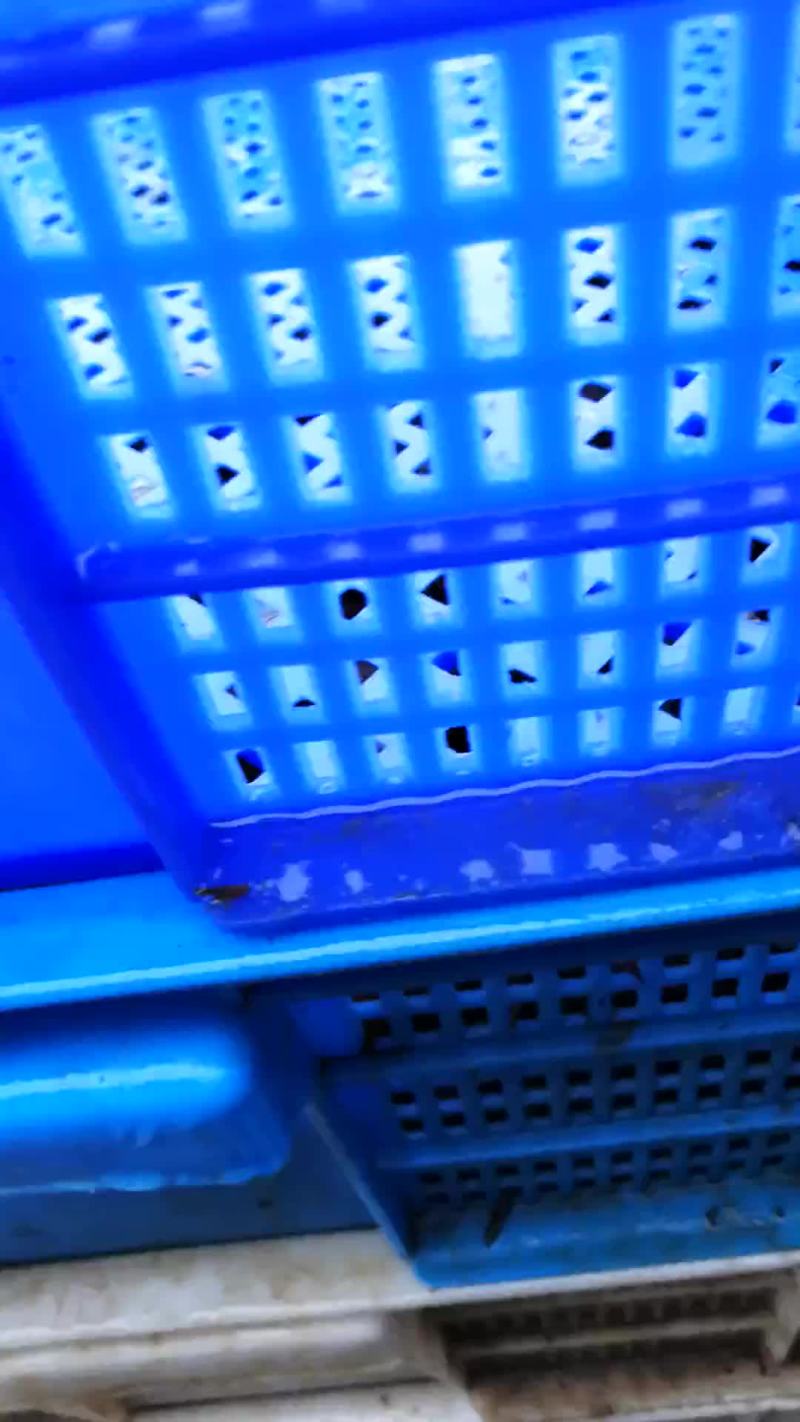 大虾