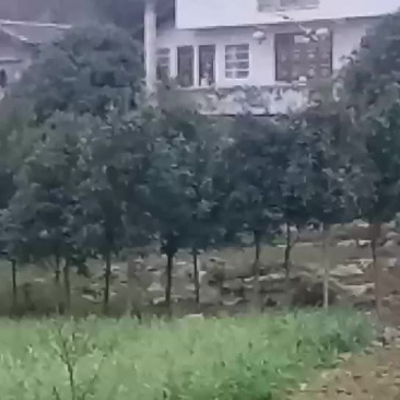蒜苗