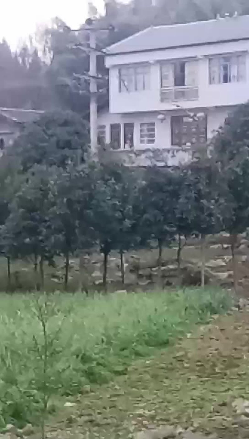 蒜苗
