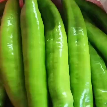 鲜辣椒
