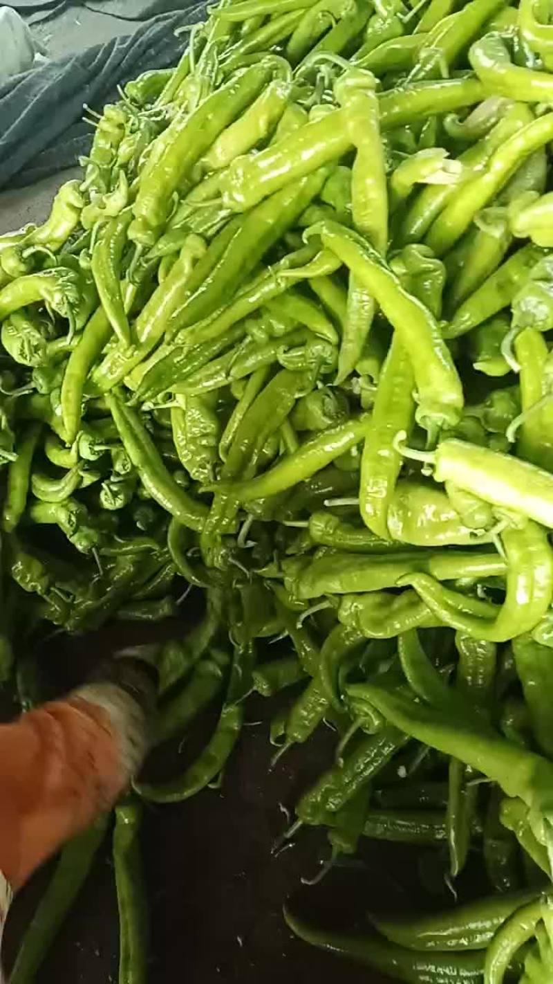 鲜辣椒