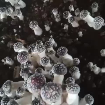 大球盖菇上市了！