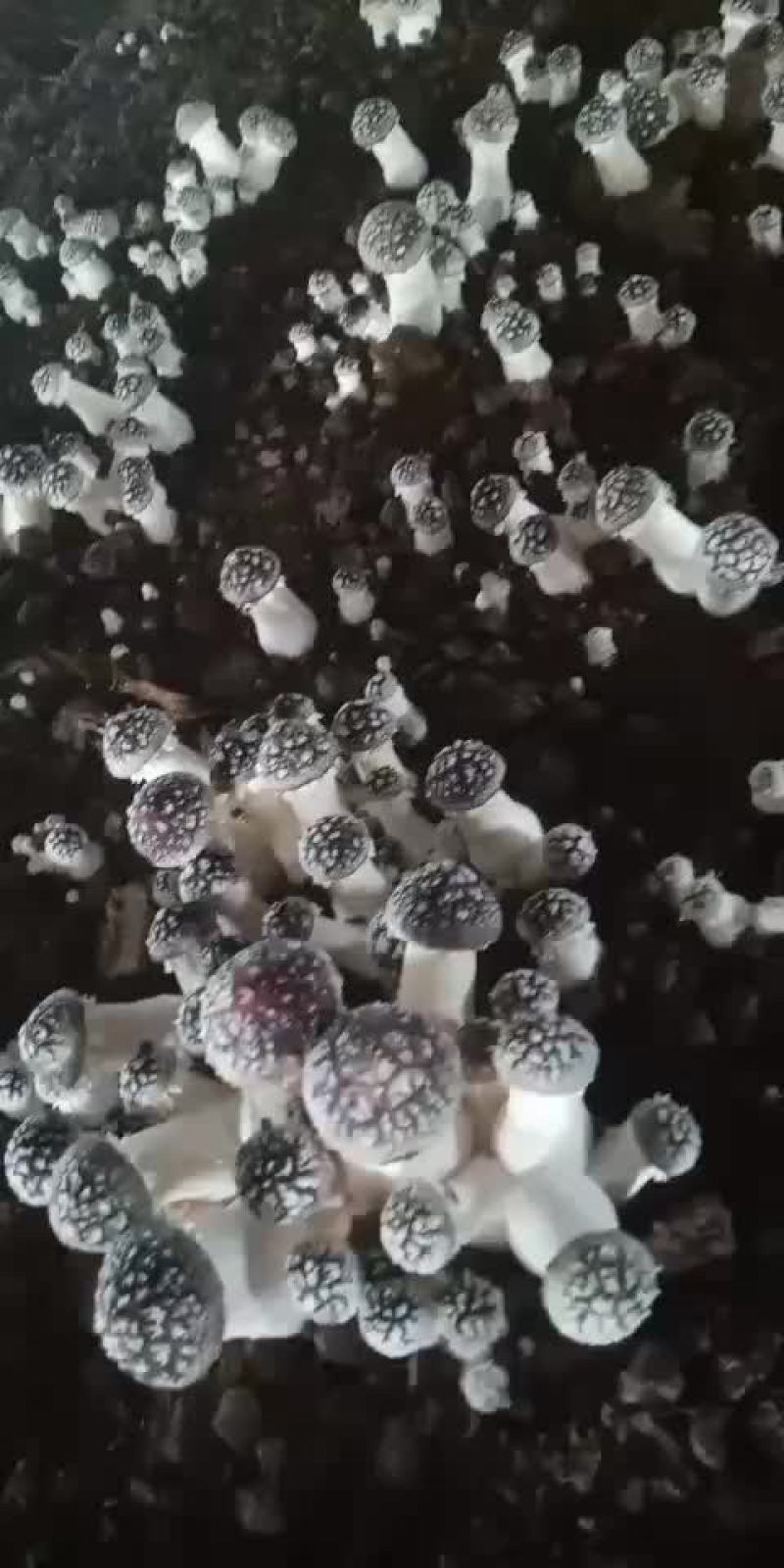 大球盖菇上市了！