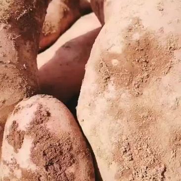 七彩土豆