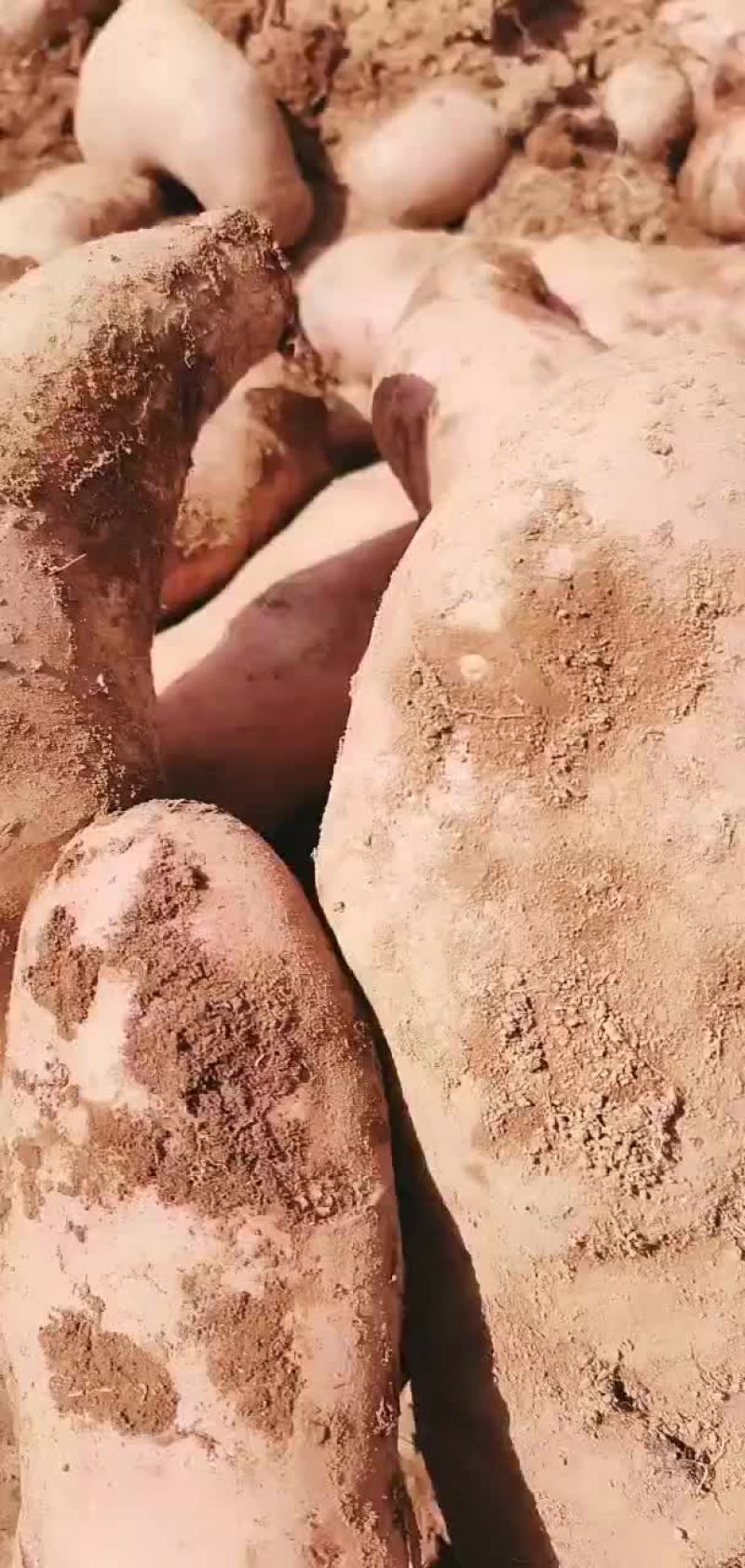 七彩土豆