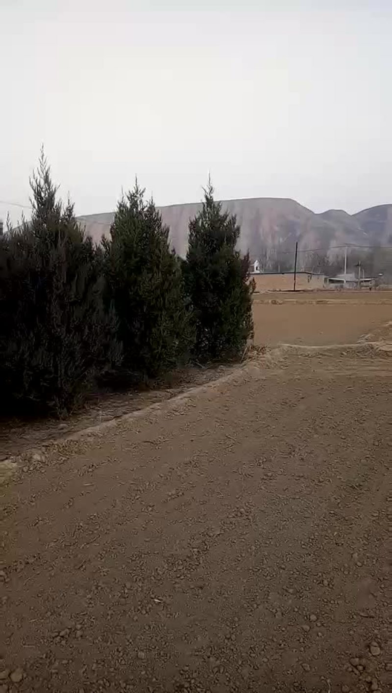 各种树苗