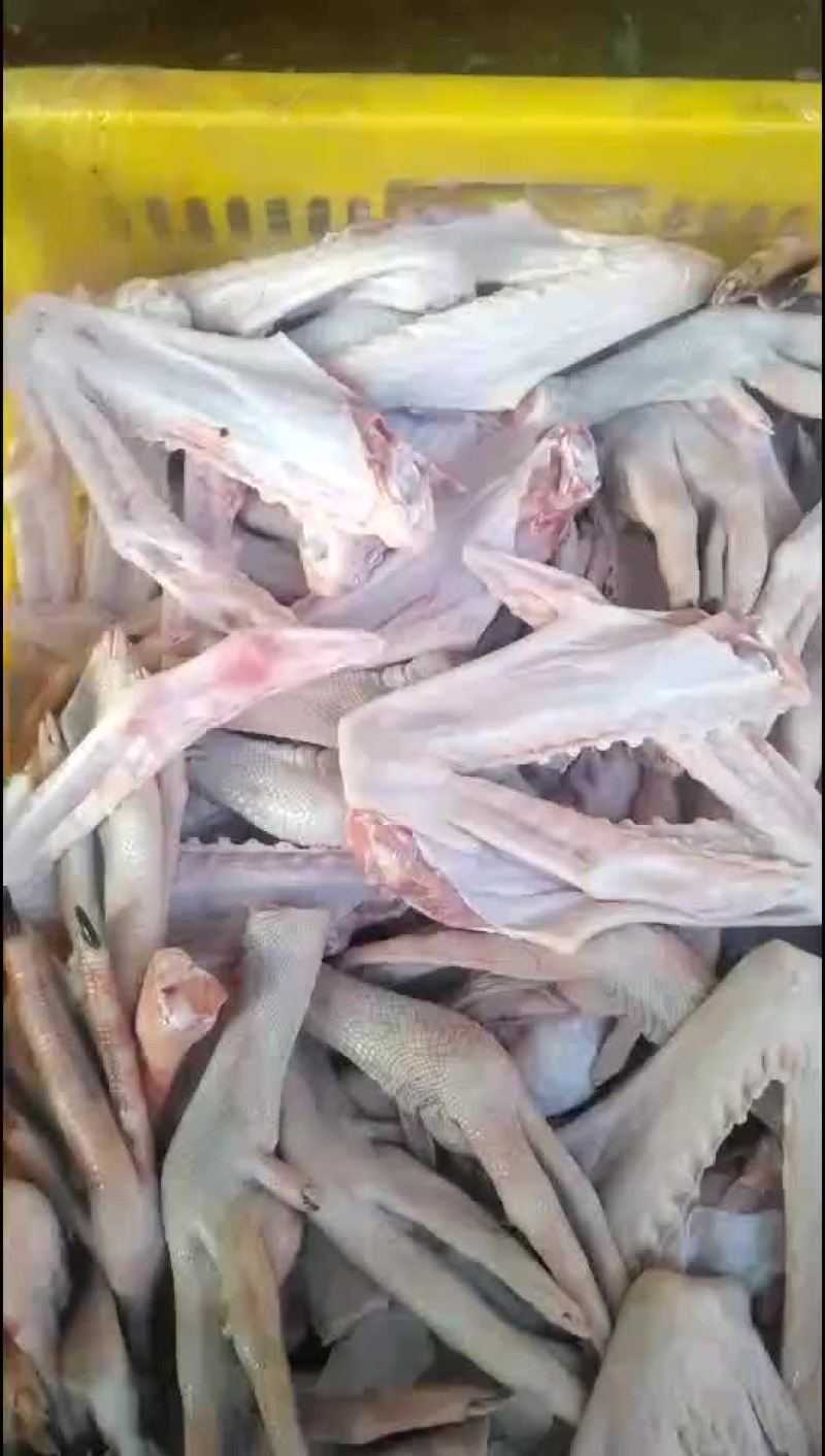 鹅掌，翅膀