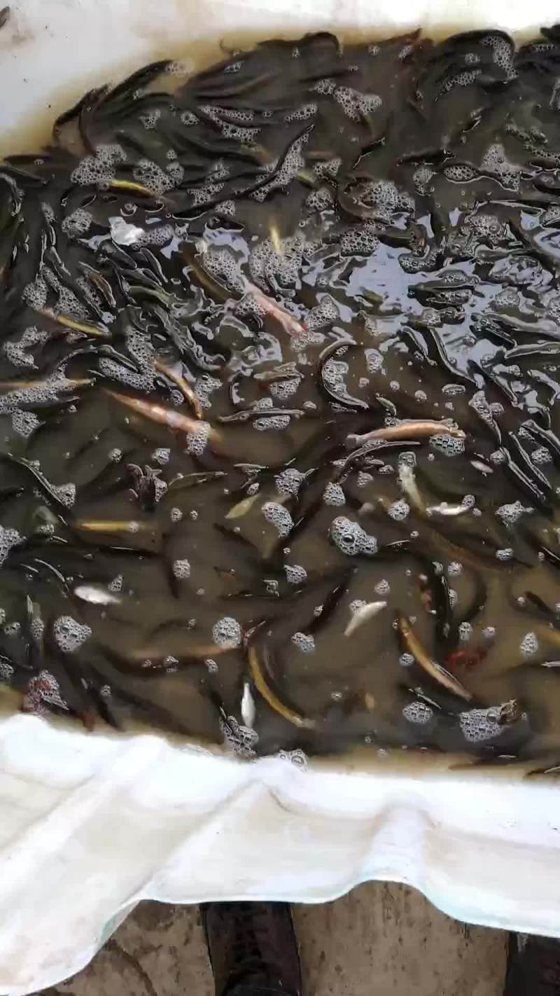 龙虾