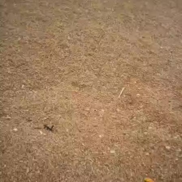 核桃打粉200吨现货供应