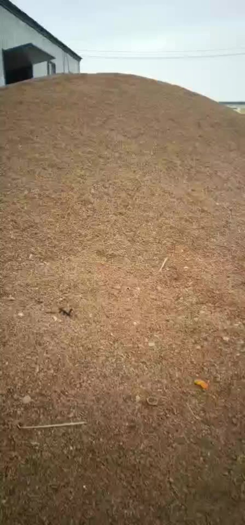 核桃打粉200吨现货供应