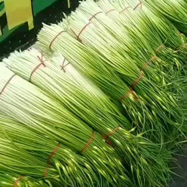蒜苔大量上市，有要的可以联系