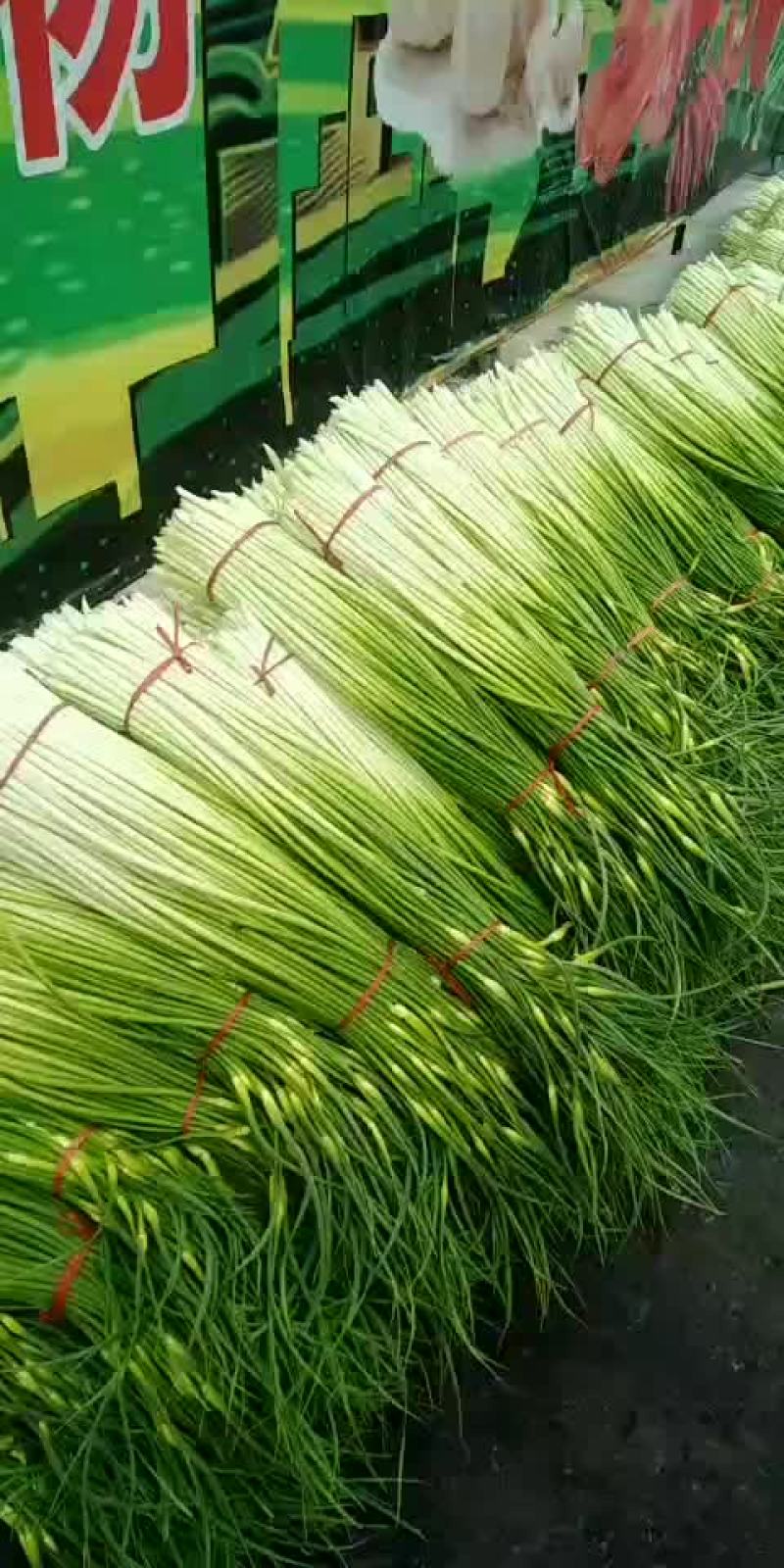 蒜苔大量上市，有要的可以联系