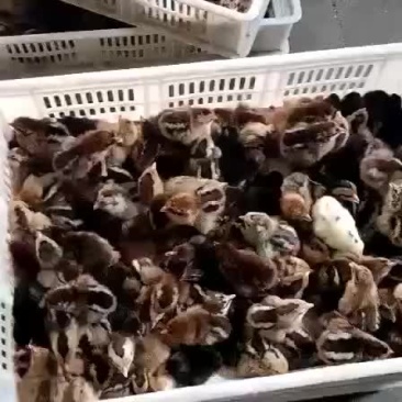 出壳柴鸡苗