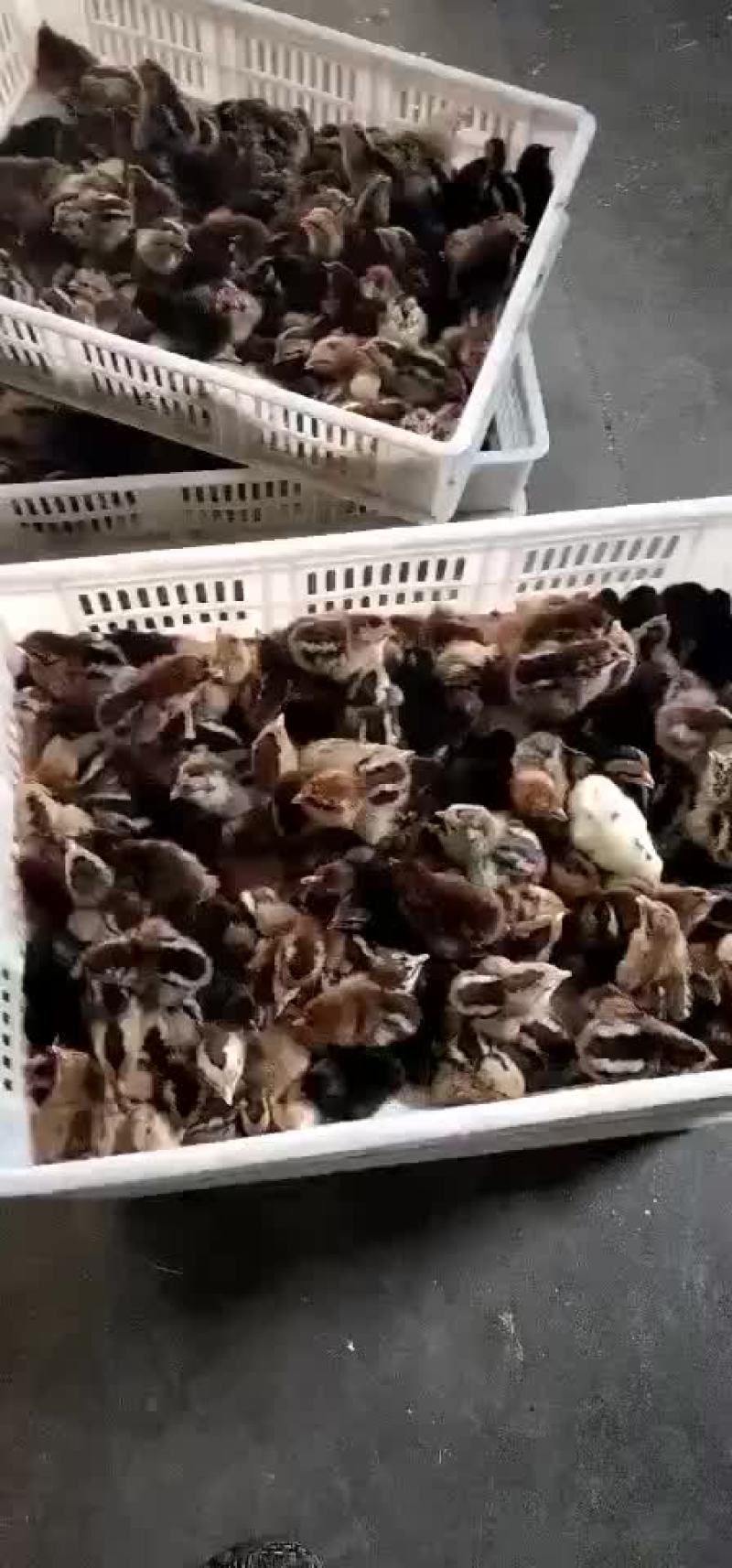 出壳柴鸡苗