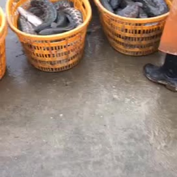 多吃鱼虾、身体呗儿好