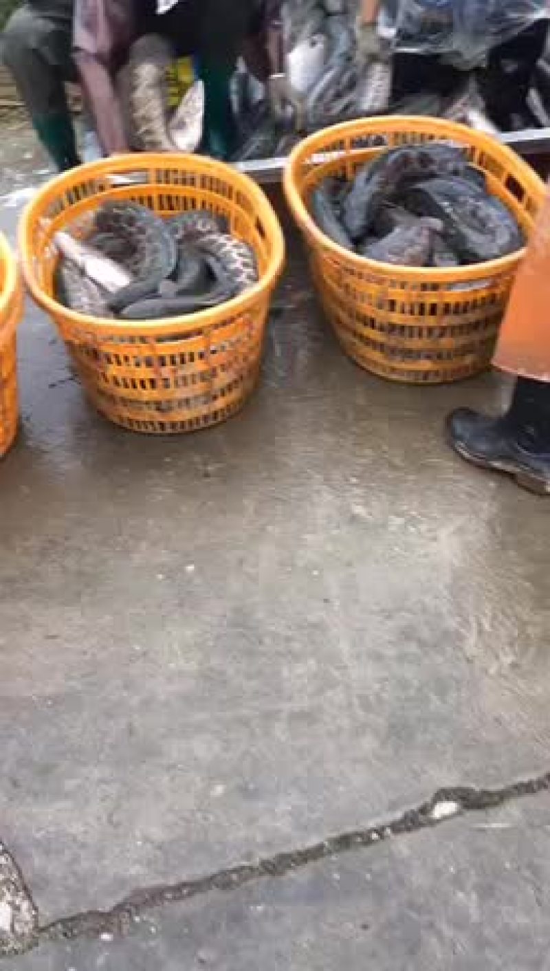 多吃鱼虾、身体呗儿好