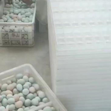 五黑鸡麻羽种蛋