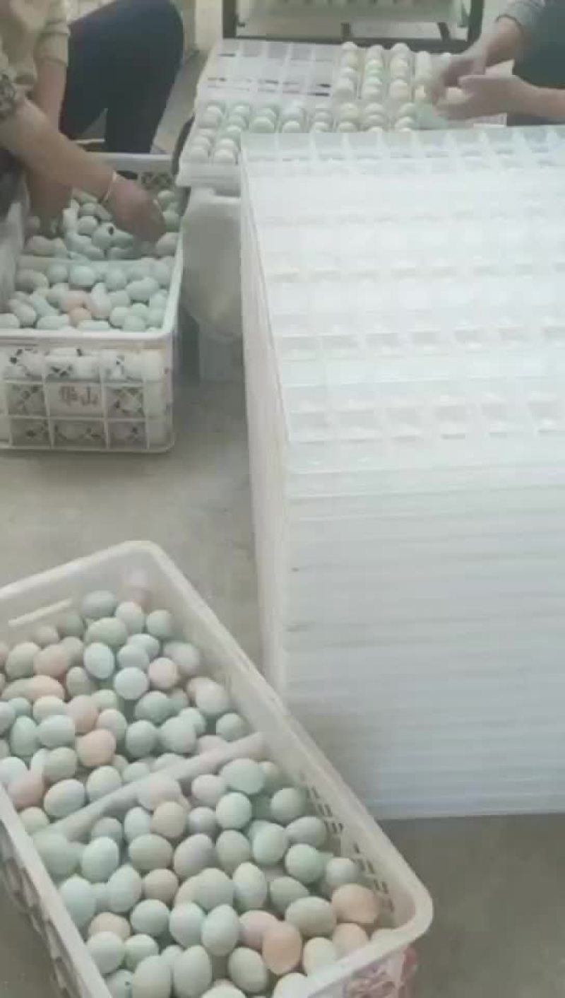 五黑鸡麻羽种蛋
