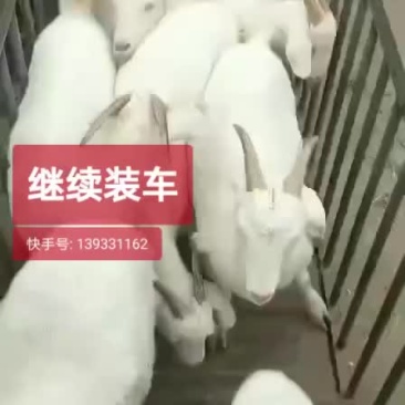 优质品种美国白羊头胎怀孕母羊抗病能力强长势快利润高