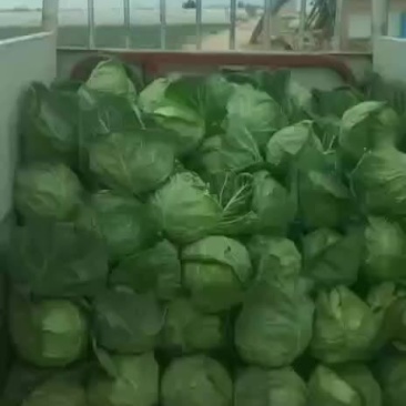 陕西甘蓝上市了