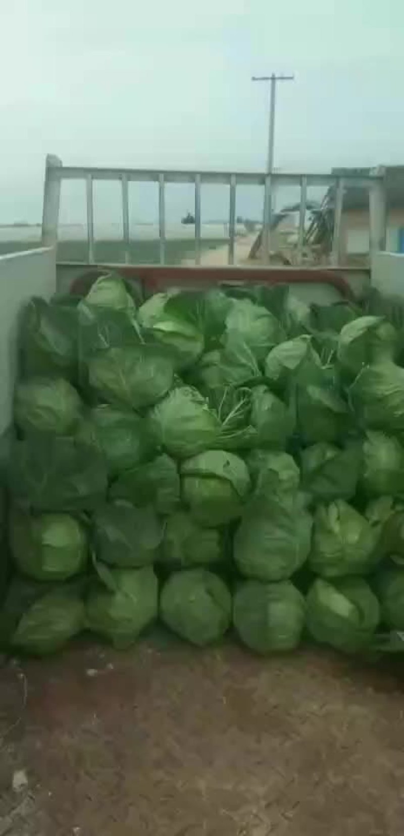 陕西甘蓝上市了