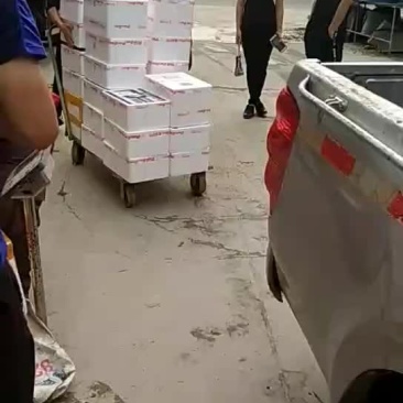 海鲜，海鱼，发货了