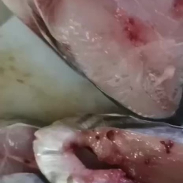 马鲛鱼