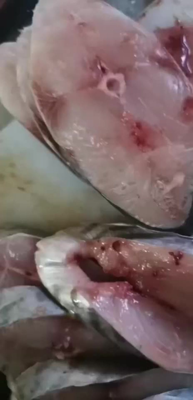 马鲛鱼