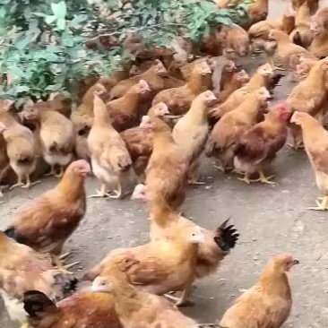 灵山土鸡，阉鸡