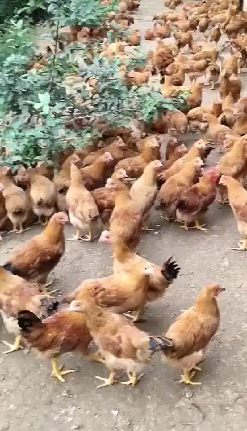 灵山土鸡，阉鸡