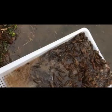 虾苗