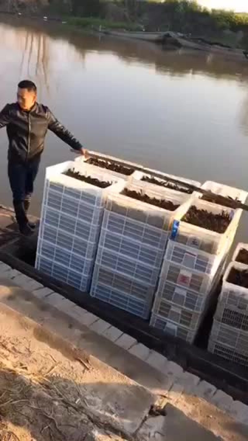 虾苗