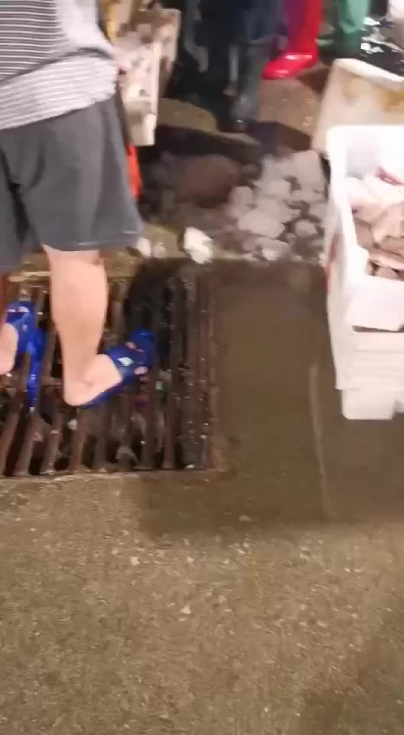 海鱼