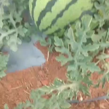 西瓜
