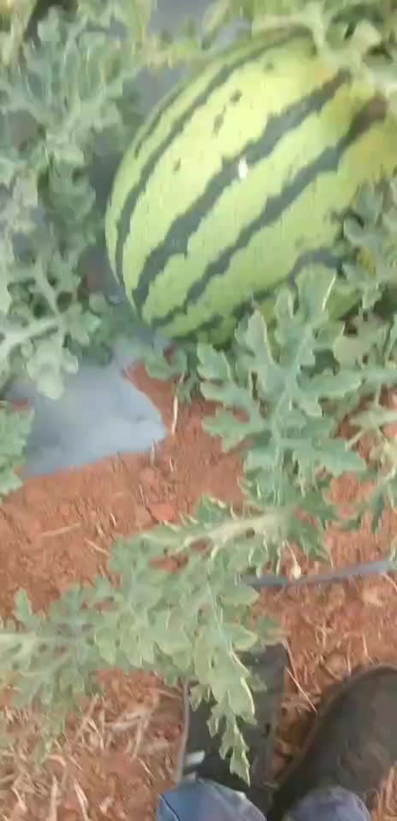 西瓜