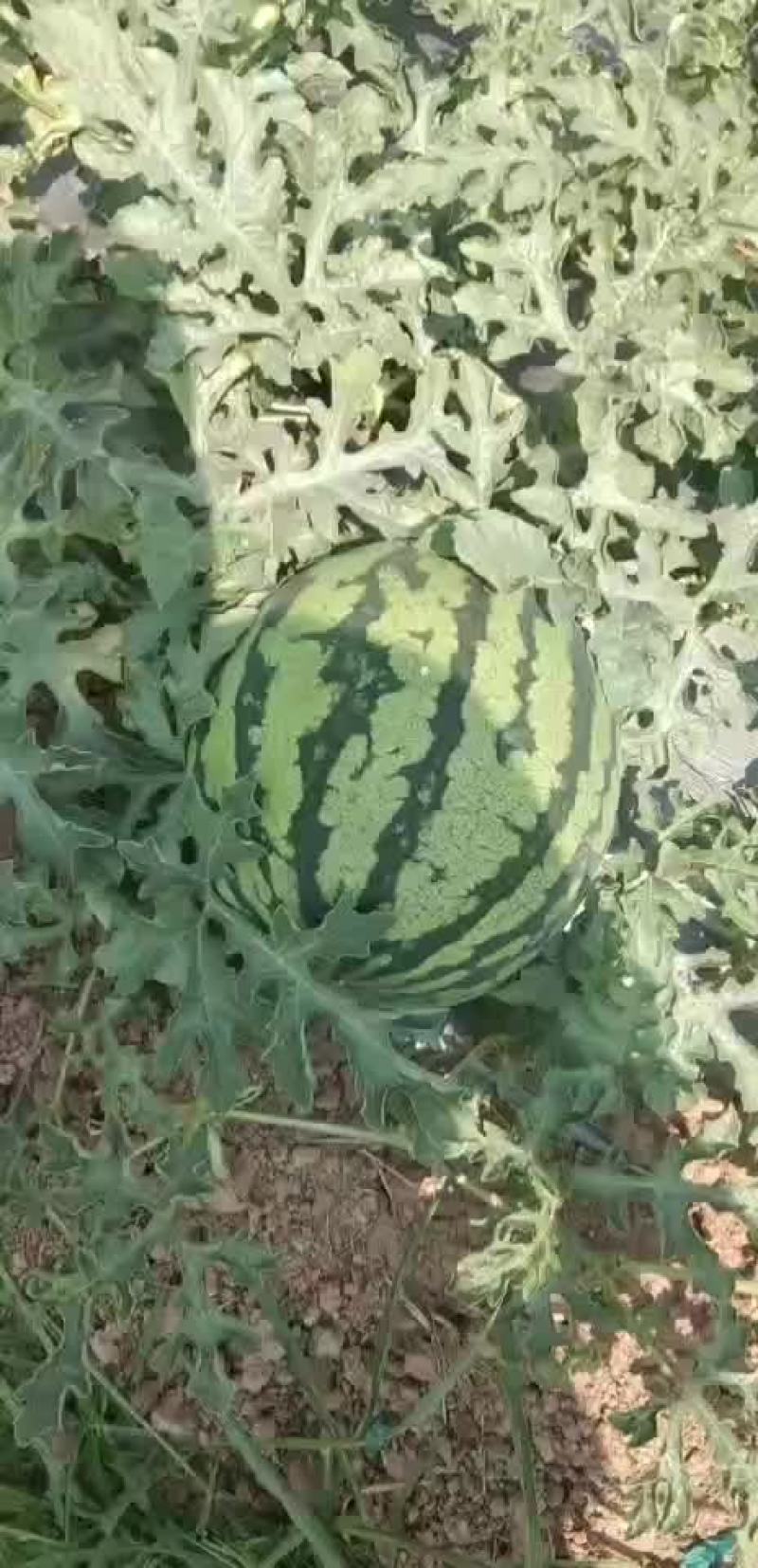 西瓜