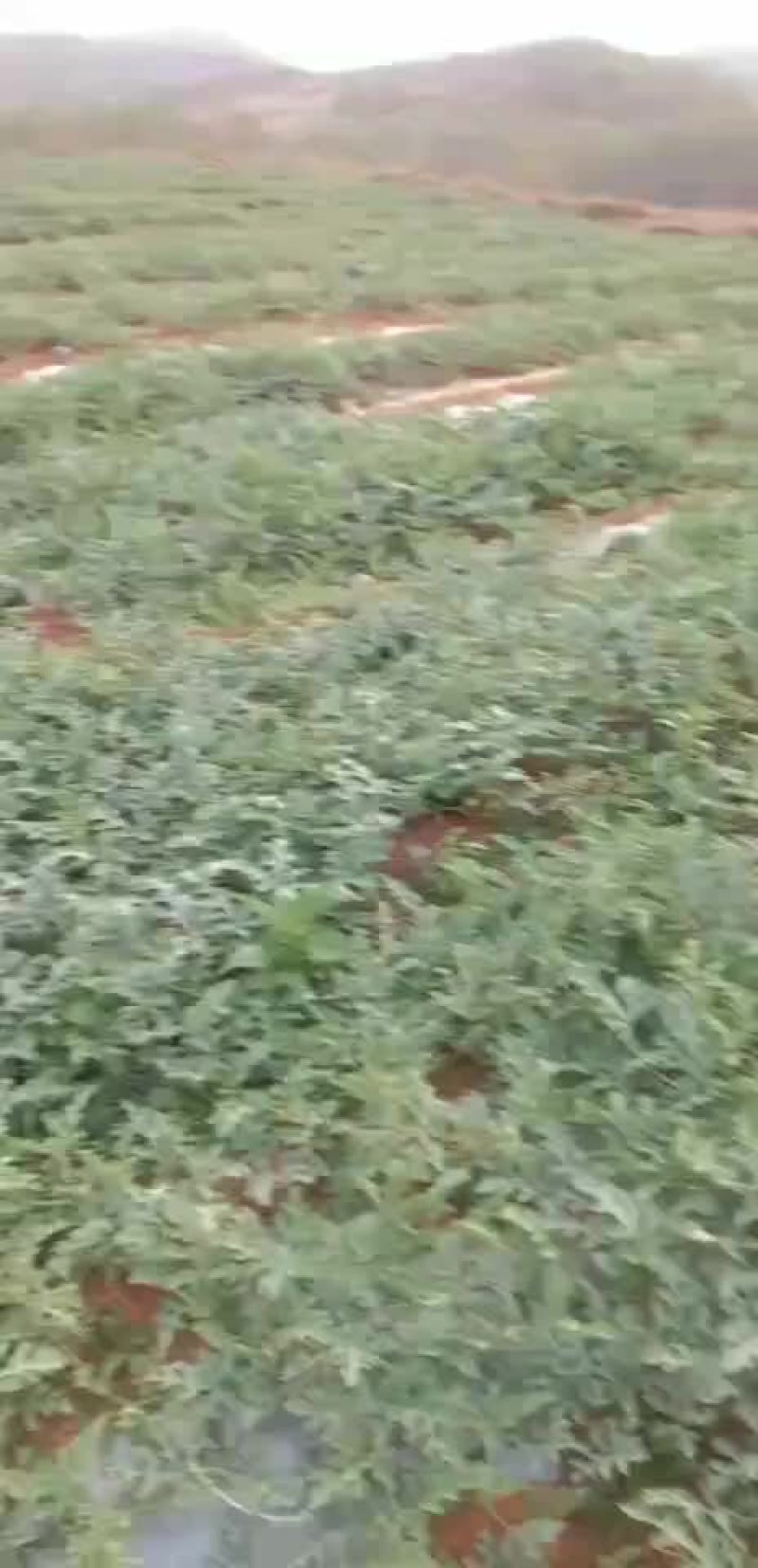 西瓜