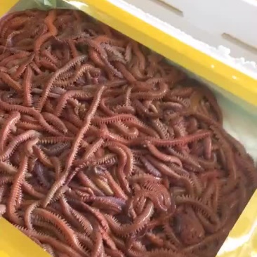 沙蚕