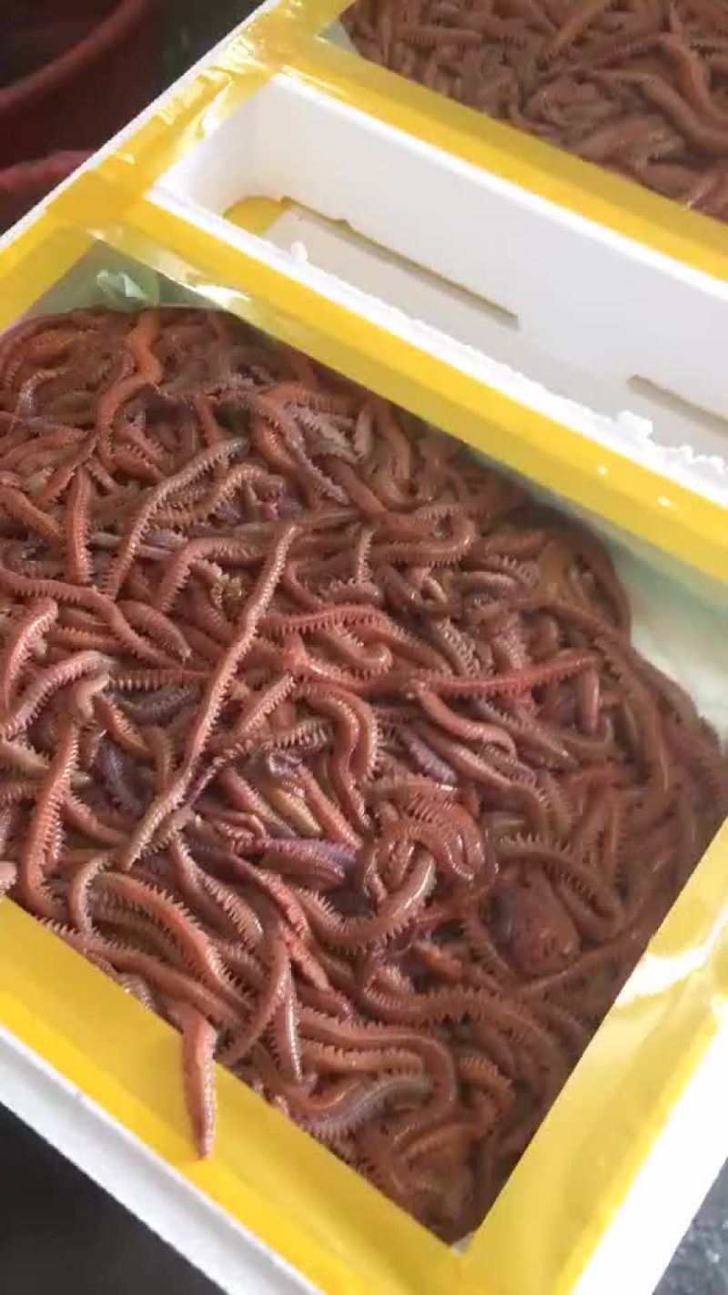 沙蚕