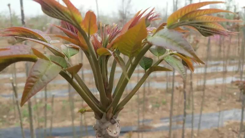 露天香椿芽